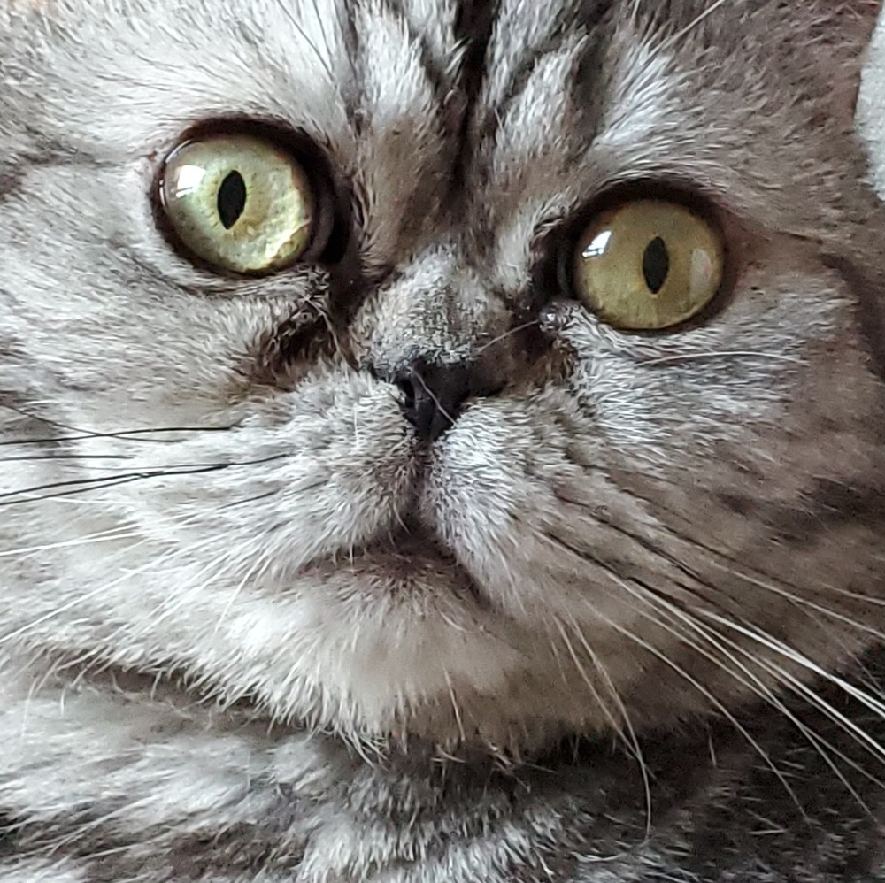 Meet your Posher, Pearl